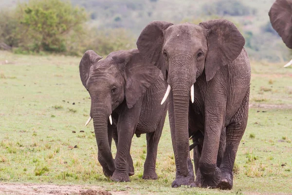 างเด นบนท ราบของอ ทยานแห งชาต Masai Mara ในเคนย — ภาพถ่ายสต็อก