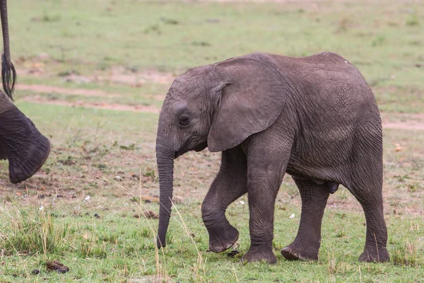 Cielę Słonia Spacerujące Parku Narodowym Masai Mara Kenii — Zdjęcie stockowe