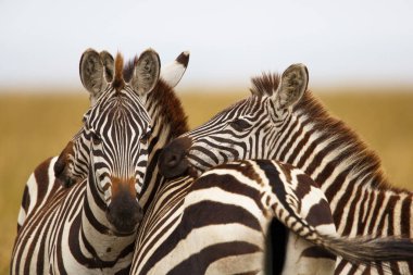 Kenya 'daki Masai Mara Milli Parkı' nda göç mevsiminde Zebra portresi