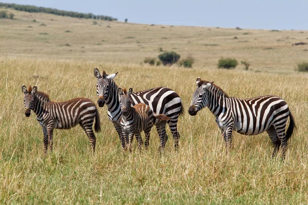 Zebra Way River Crossing Mara River Migration Season Masai Mara — Stock Photo, Image