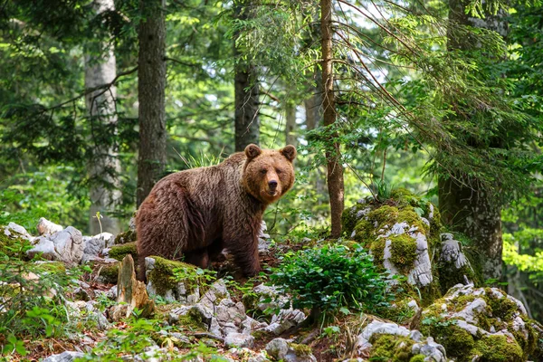 Urso Pardo Encontro Próximo Com Urso Pardo Selvagem Que Come — Fotografia de Stock