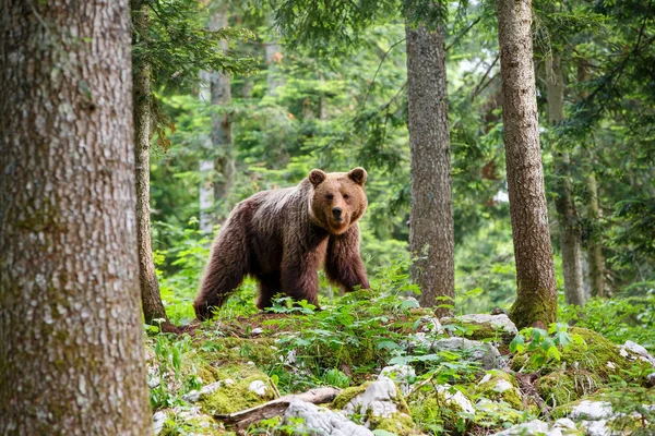 Urso Pardo Encontro Próximo Com Urso Pardo Selvagem Que Come — Fotografia de Stock