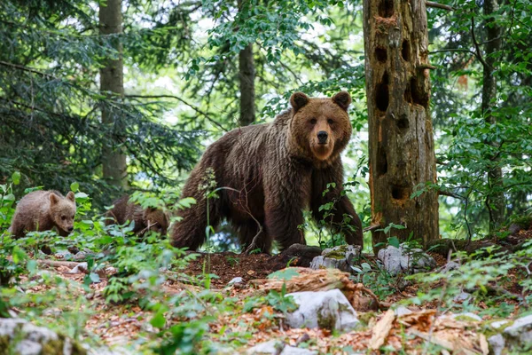 野生の茶色のクマの母親と彼女の赤ちゃんはスロベニアのノトランスカ地域の森と山の中で食べ物を探しています — ストック写真