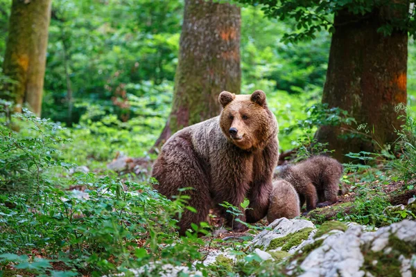 Mãe Urso Marrom Selvagem Com Seus Filhotes Andando Procurando Comida — Fotografia de Stock