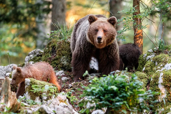 Mãe Urso Marrom Selvagem Com Seus Filhotes Andando Procurando Comida — Fotografia de Stock