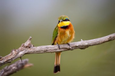 Küçük arı yiyici (merops pusillus) Güney Afrika 'daki Kruger Ulusal Parkı' nda bir şubede