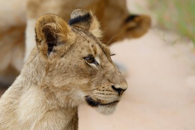 Güney Afrika 'nın Büyük Kruger Bölgesi' ndeki Manyeleti Oyun Rezervindeki Genç Aslan Portresi