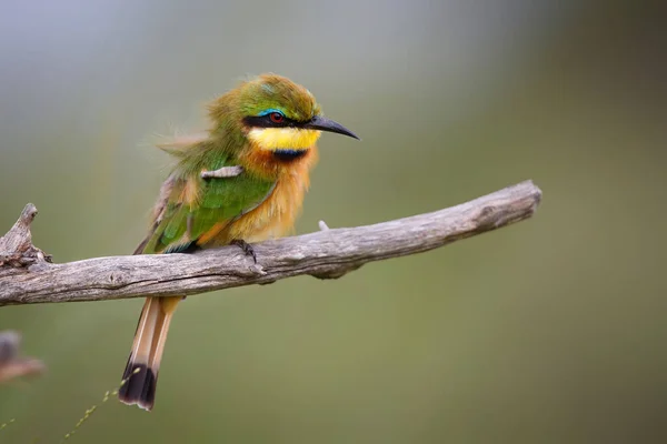 Pequeno Comedor Abelhas Merops Pusillus Uma Filial Parque Nacional Kruger — Fotografia de Stock