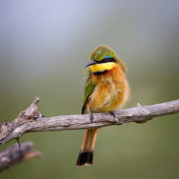 Pequeno Comedor Abelhas Merops Pusillus Uma Filial Parque Nacional Kruger — Fotografia de Stock