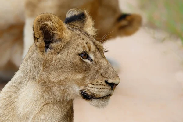 Portret Młodego Lwa Rezerwacie Gier Manyeleti Regionie Wielkiego Krugera Republice — Zdjęcie stockowe