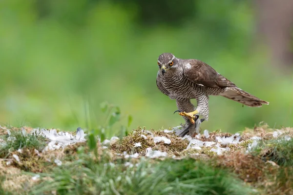 Nordlig Gös Accipiter Gentilis Äter Duva Skogen Noord Brabant Nederländerna — Stockfoto