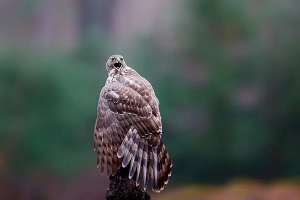 Northern Goshawk Accipiter Gentilis Shouting Forest Noord Brabant Netherlands — Stock Photo, Image