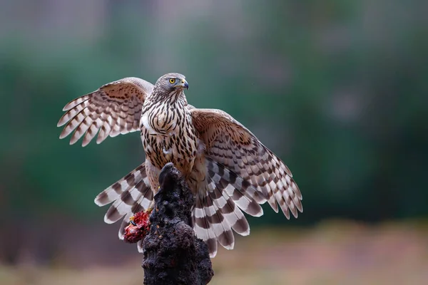 Northern Goshawk Accipiter Gentilis Eet Een Duif Het Noord Brabantse — Stockfoto