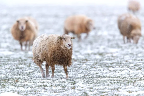 Moutons Debout Dans Paysage Hivernal Blanc Froid Avec Neige Aux — Photo