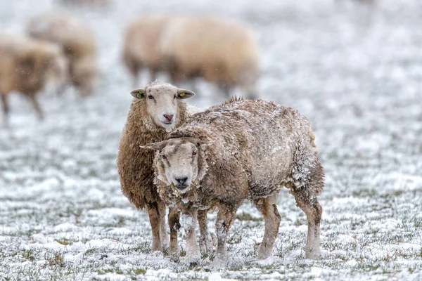 Moutons Debout Dans Paysage Hivernal Blanc Froid Avec Neige Aux — Photo