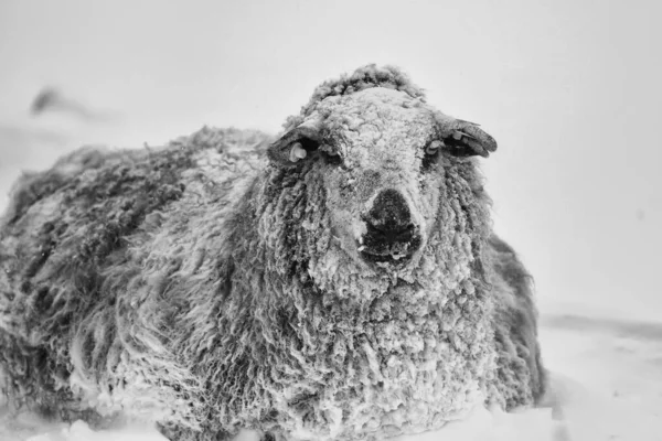 荷兰雪地里站在寒冷的白色冬季风景中的羊 — 图库照片