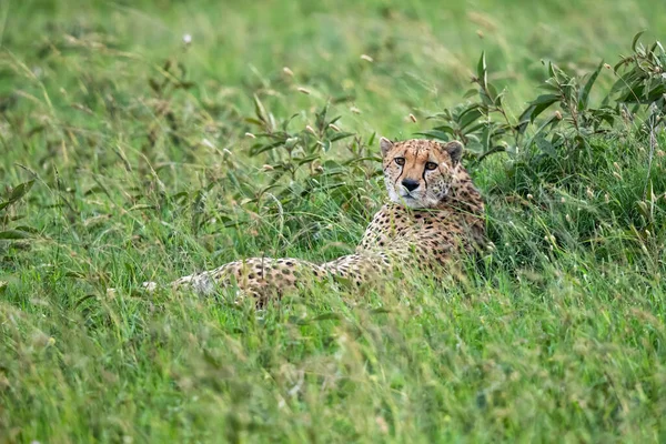 Gepardí Samec Hledající Kořist Nebezpečí Zelených Pláních Dešti Masai Mara — Stock fotografie