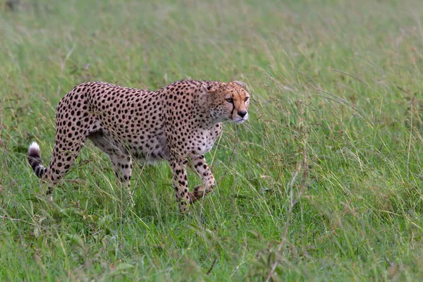 Cheetah Αρσενικό Περπάτημα Στις Πράσινες Πεδιάδες Μετά Από Μερικές Βροχές — Φωτογραφία Αρχείου