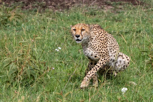 Cheetah Αρσενικό Περπάτημα Στις Πράσινες Πεδιάδες Μετά Από Μερικές Βροχές — Φωτογραφία Αρχείου