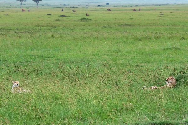 케냐의 이마라 지구에서 평원에서 먹이와 위험을 형제들 — 스톡 사진