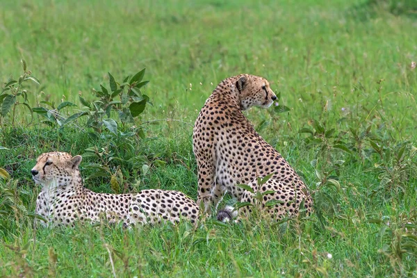 Irmandade Cheetah Procura Presas Perigo Nas Planícies Verdes Depois Algumas — Fotografia de Stock