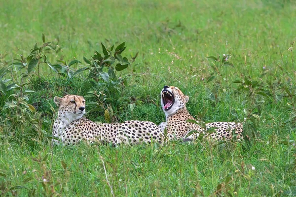 Fraternité Guépard Recherche Proies Dangers Dans Les Plaines Vertes Après — Photo