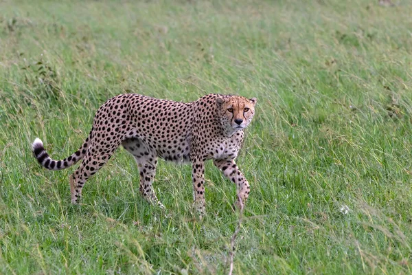 ケニアのMasai Mara Game Reserveで雨が降った後 Cheetahブラザーフッドは草原で獲物と危険を探しています — ストック写真