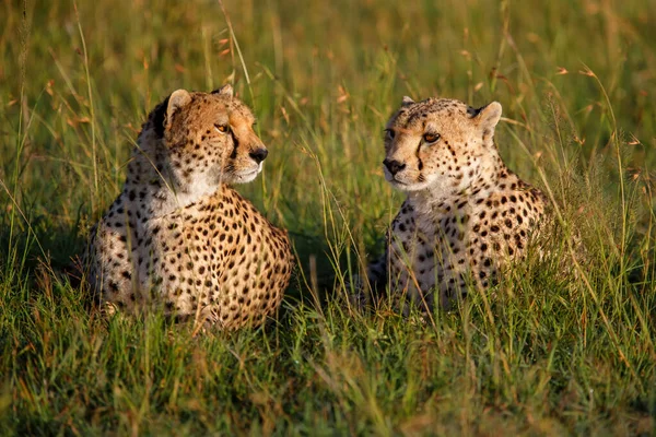 Irmandade Cheetah Procura Presas Perigo Nas Planícies Verdes Depois Algumas — Fotografia de Stock