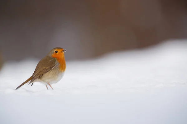 European Robin (Erithacus rubecula) in the snow in the forest of Overijssel in the Netherlands.