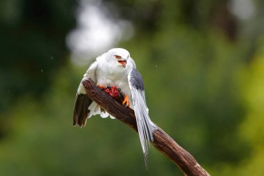 Hollanda 'da siyah kanatlı bir uçurtma (Elanus caeruleus) bir dalın üzerinde bir av (karatavuk) ile oturmaktadır.