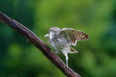 Hollanda 'da bir dalda oturan Kazıcı Baykuş (Athene cunicularia)