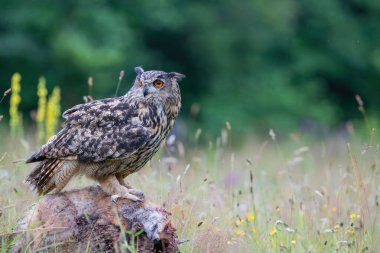 Avrasya Kartalı Baykuşu (Bubo bubo) kızıl bir tilkinin üzerinde oturuyor. Arkasında yaz çiçekleri olan Hollanda 'da Brabant yok.