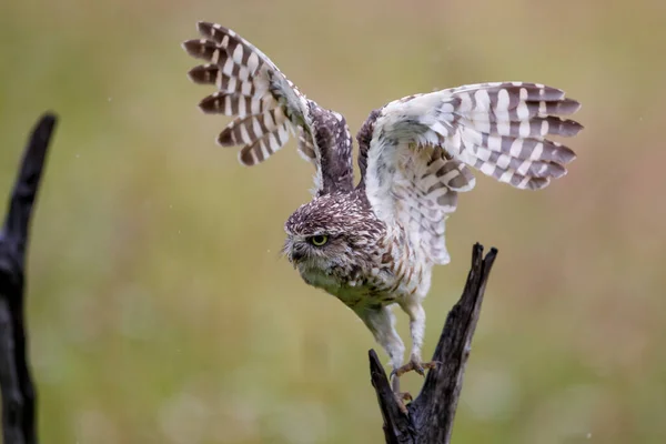 Coruja Athene Cunicularia Assente Num Ramo Dos Países Baixos — Fotografia de Stock