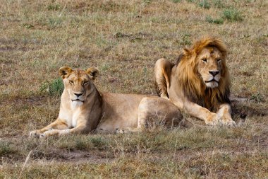 Aslan (Panthera leo) aşk çifti Kenya 'daki Masai Mara Ulusal Rezervi' nin ovalarında birlikte birkaç gün geçirirler.