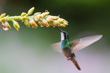 Sinekkuşu, Beyaz Boğaz Dağ Mücevheri (Lampornis Castaneoventris) erkek, San Gerardo del dota, Savegre, Kosta Rika 'daki yağmur ormanlarında nektar toplamak için bir çiçeğin yanında uçar.