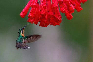 Sinekkuşu, Beyaz Boğaz Dağ Mücevheri (Lampornis castaneoventris) San Gerardo del dota, Savegre, Kosta Rika 'daki yağmur ormanlarında nektar toplamak için bir çiçeğin yanında uçan dişi.