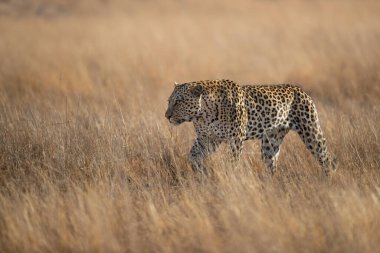 Güney Afrika 'nın Büyük Kruger Bölgesi' ndeki Sabi Kumları oyun parkında yürüyen leopar erkek.