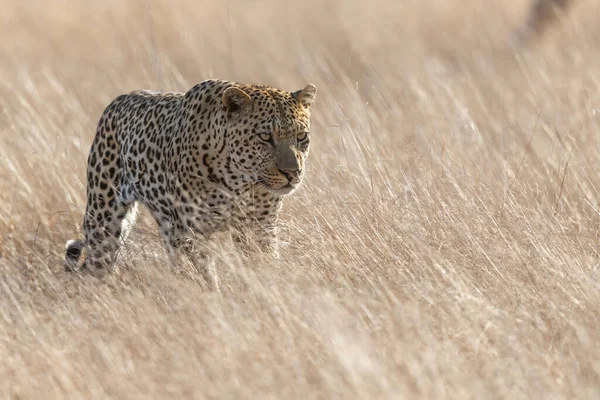 Maschio Leopardo Che Cammina Sulle Pianure Nella Riserva Caccia Sabi — Foto Stock