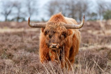 Hollanda 'da Deelerwoud' da bir tarlada otlayan İskoç dağlı veya İskoç sığırları (Bos taurus taurus). 