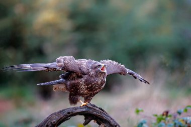 Hollanda 'nın Noord Brabant ormanında bağıran Akbaba (Buteo buteo). Yeşil orman arka planı