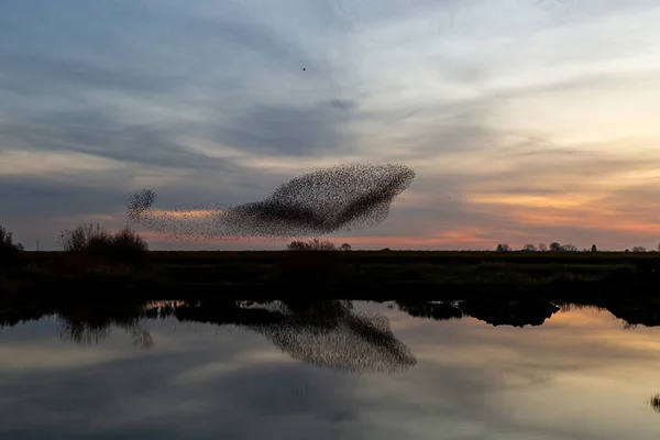 Starling Murmurations Large Flock Starlings Fly Sunset Just Entering Roosting — Stock Photo, Image