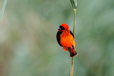 Güneyli kırmızı fil (Euplectes orix), Güney Afrika 'daki Mkuze kasabasında bir gölde saz sapının üzerinde oturmaktadır.