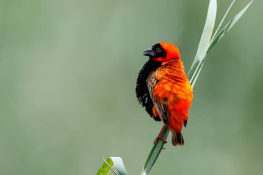 Güneyli kırmızı fil (Euplectes orix), Güney Afrika 'daki Mkuze kasabasında bir gölde saz sapının üzerinde oturmaktadır.