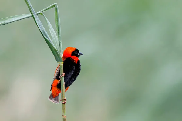 Güneyli kırmızı fil (Euplectes orix), Güney Afrika 'daki Mkuze kasabasında bir gölde saz sapının üzerinde oturmaktadır.