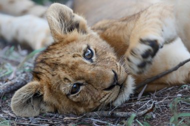 Aslan yavrusu Güney Afrika 'daki Sabi Sands oyun parkında dinleniyor.