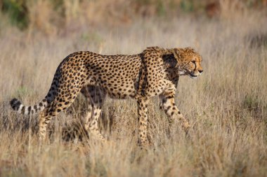 Çita sabahın erken saatlerinde Güney Afrika 'daki Karoo' da bir oyun parkında yürüyor.