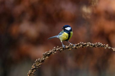 Great Tit (Parus major) ) sitting on a branch in the forest of Overijssel in the Netherlands with a brown background with copy space