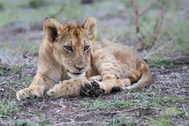 Aslan yavrusu Güney Afrika 'daki Sabi Sands oyun parkında dinleniyor.