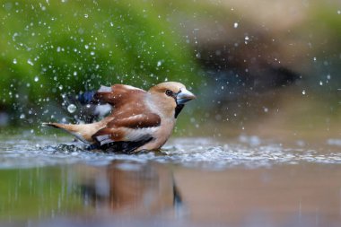 Hollanda 'daki Overijssel ormanında banyo yapan ispinoz (Coccothraustes coccothraustes). 