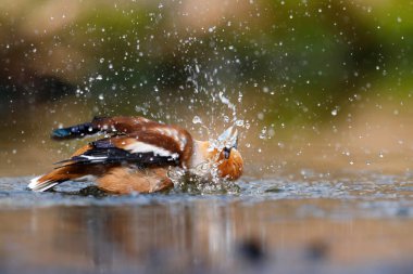 Hollanda 'daki Overijssel ormanında banyo yapan ispinoz (Coccothraustes coccothraustes). 